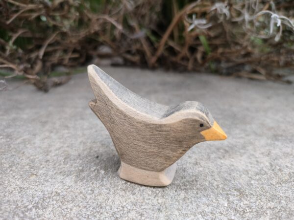 Amsel – Bild 2